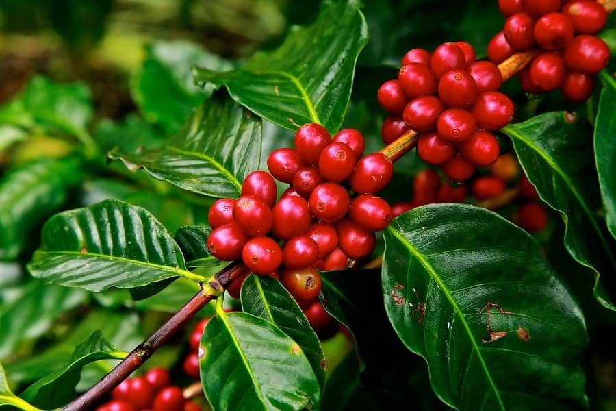 Café Robusta de Rondônia conquista paladar do mundo