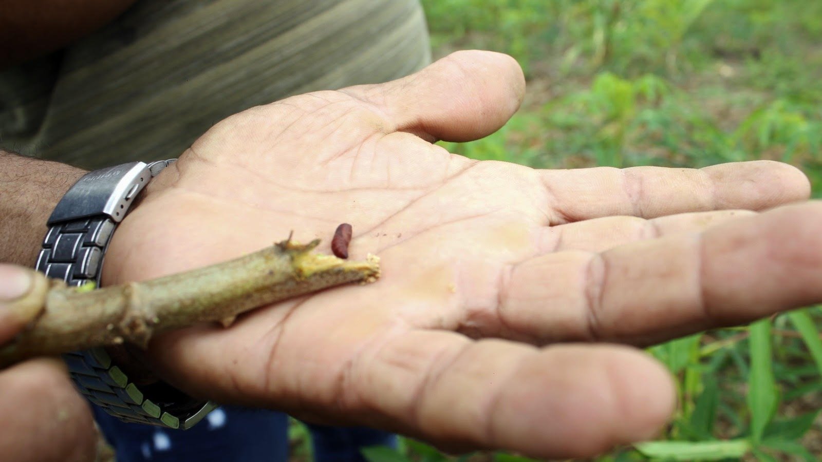 Município dá suporte para controle de pragas em propriedade rural