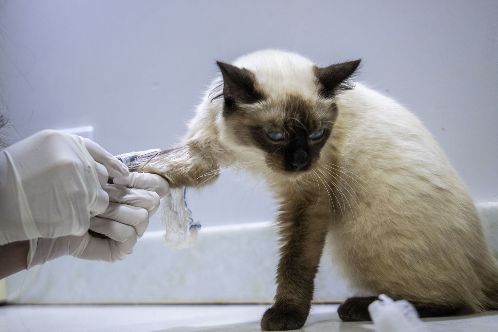 Clínica veterinária pública será lançada na capital