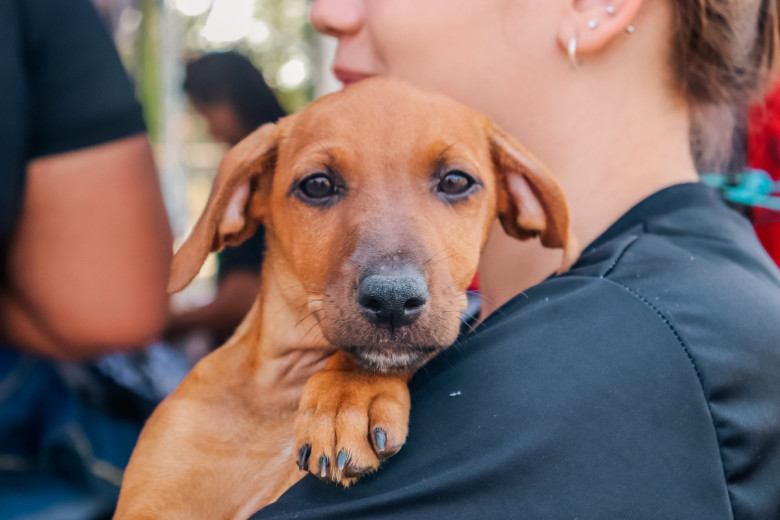 Prefeitura de Porto Velho realizará 10ª Feira de Adoção de Cães e Gatos como incentivo à adoção responsável