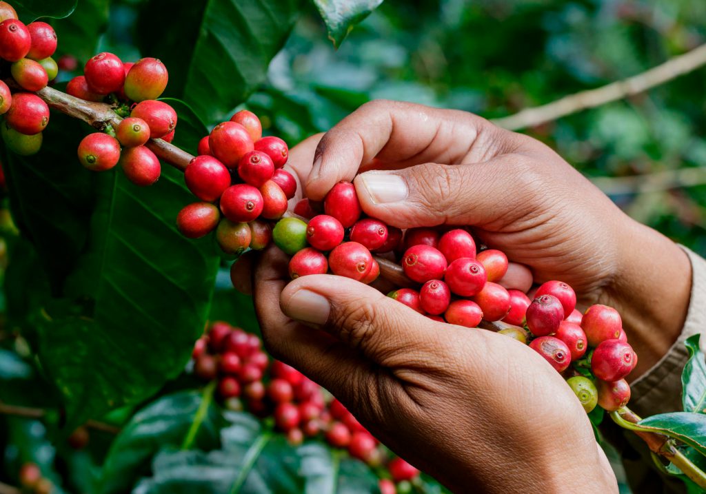 Governo apresenta café robusta amazônico em feira internacional na China