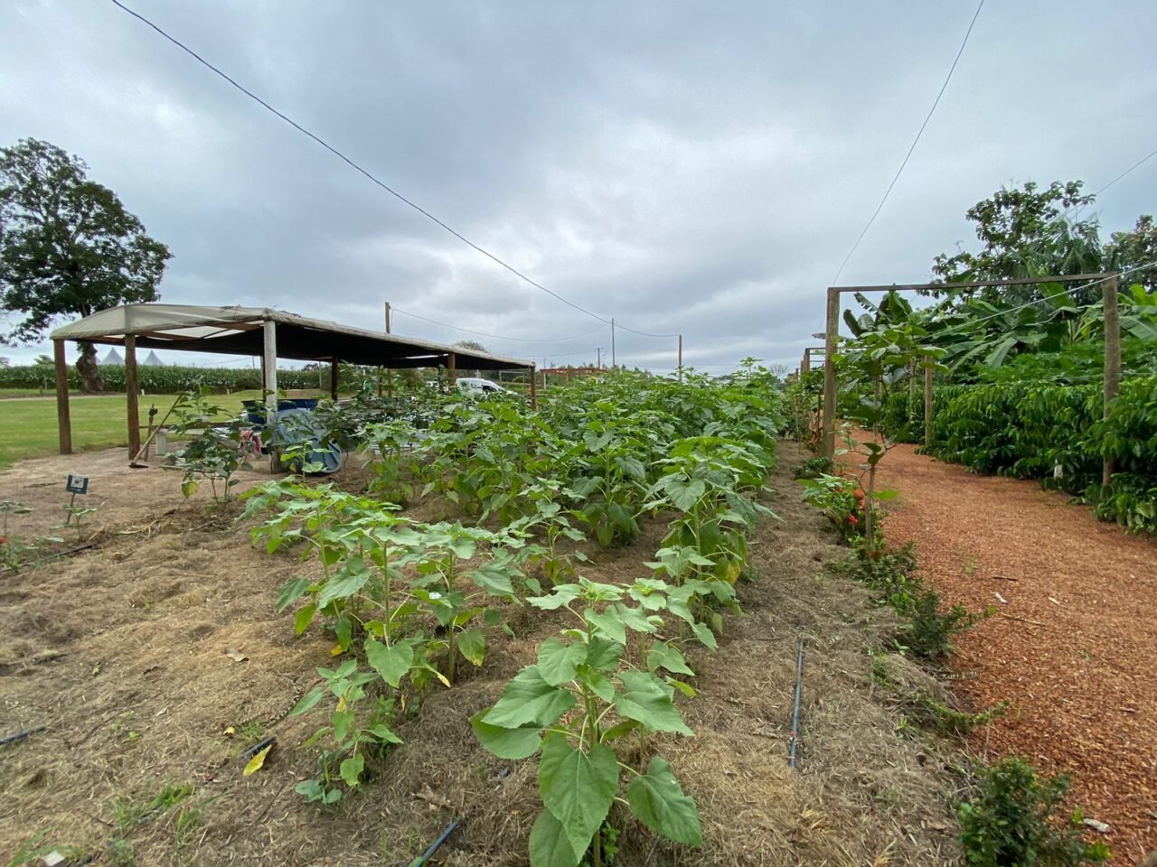 Vitrines tecnológicas prometem impressionar na Rondônia Rural Show Internacional com culturas diversificadas
