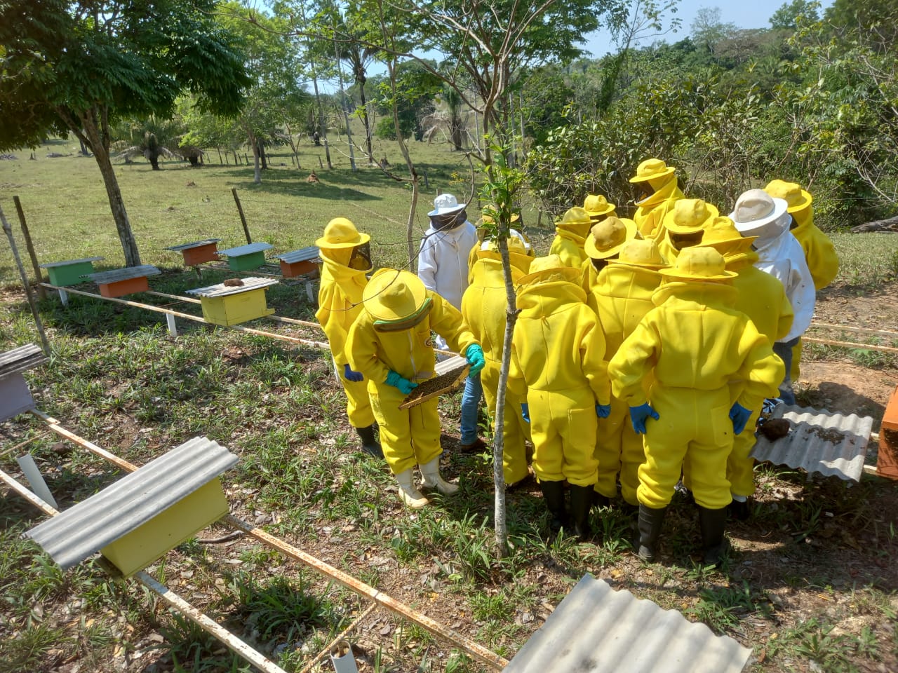 Sancionada a lei que regulamenta a criação de abelhas sem ferrão na área urbana de Porto Velho