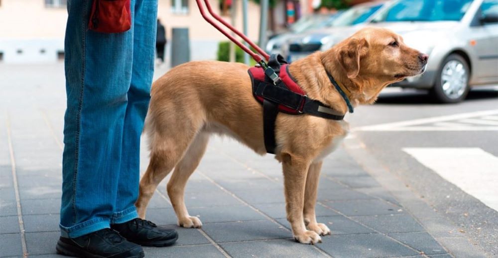 Projeto que autoriza cães de terapia e assistência em locais públicos e privados é aprovado
