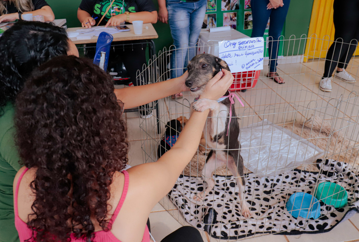 Feira de adoção de cães e gatos acontece no Parque Jardim das Mangueiras no sábado, 27