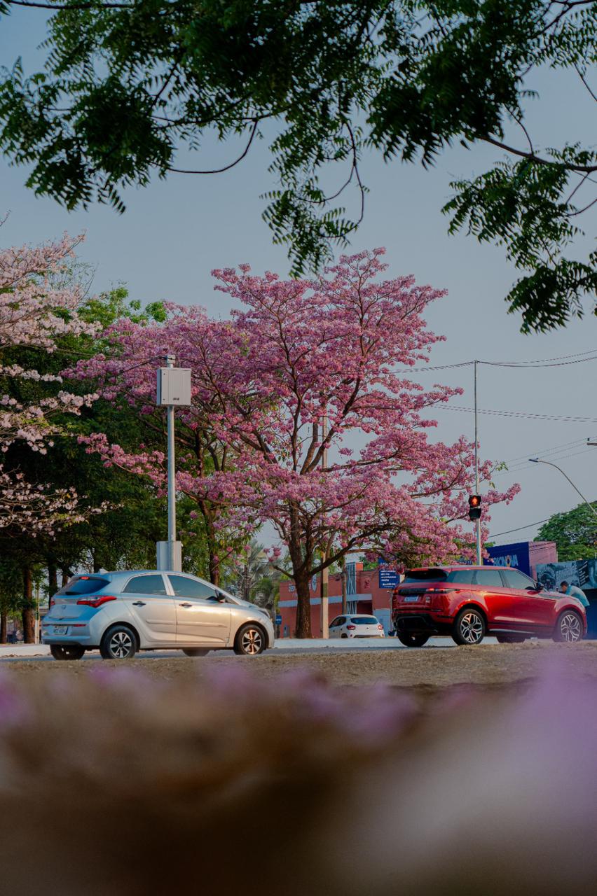 Ipês florescem e embelezam as ruas de Porto Velho