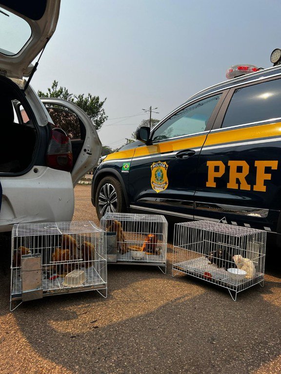 PRF resgata animais silvestres ameaçados de extinção em Porto Velho