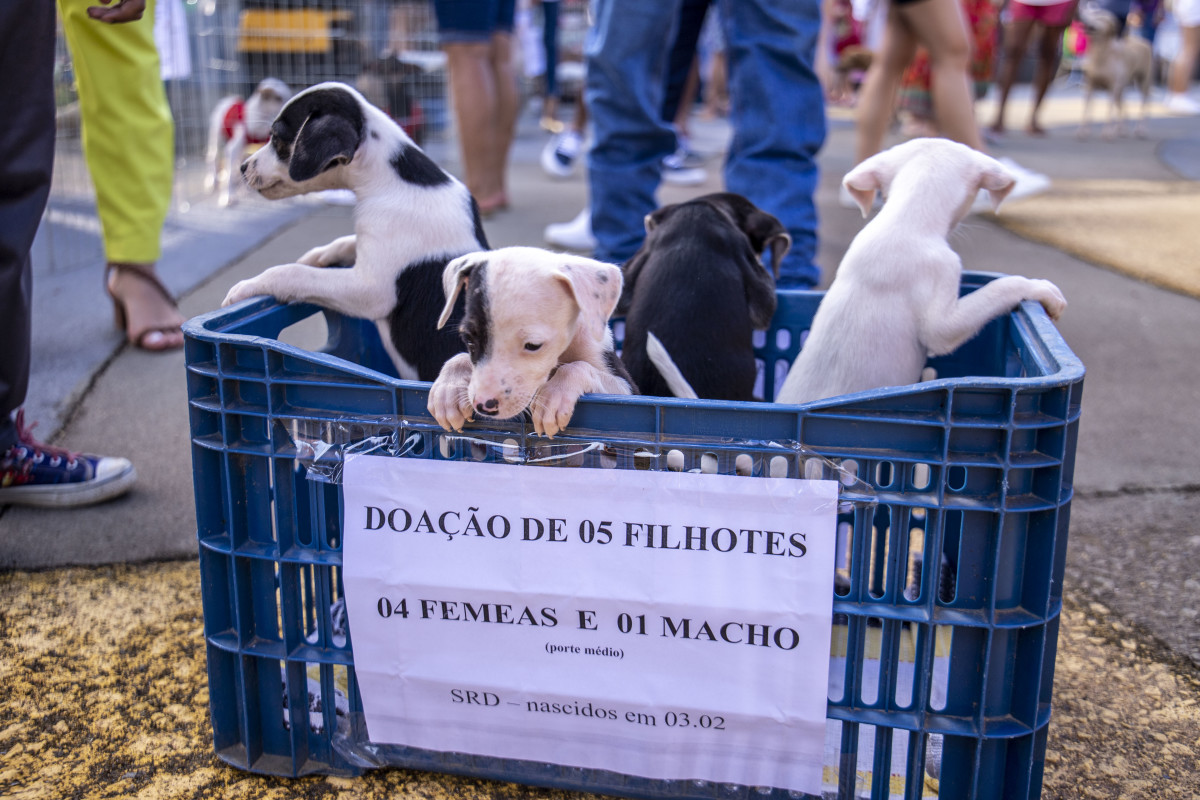 10ª Edição da Feira de Adoção de Cães e Gatos acontece neste sábado, 30