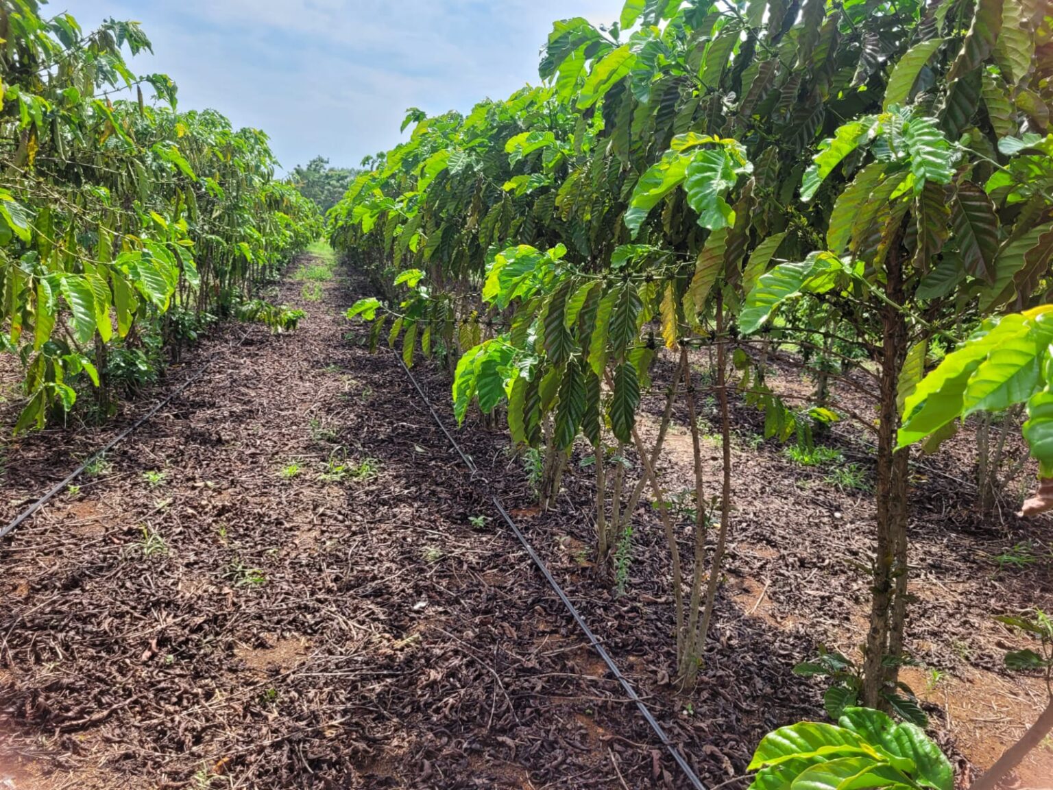 Conhecido pelo cultivo de grãos, Cone Sul de Rondônia prospera com produção de café