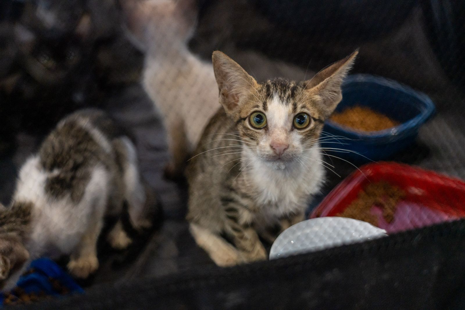 Feiras de adoção de cães e gatos já resultam em mais de 500 animais adotados