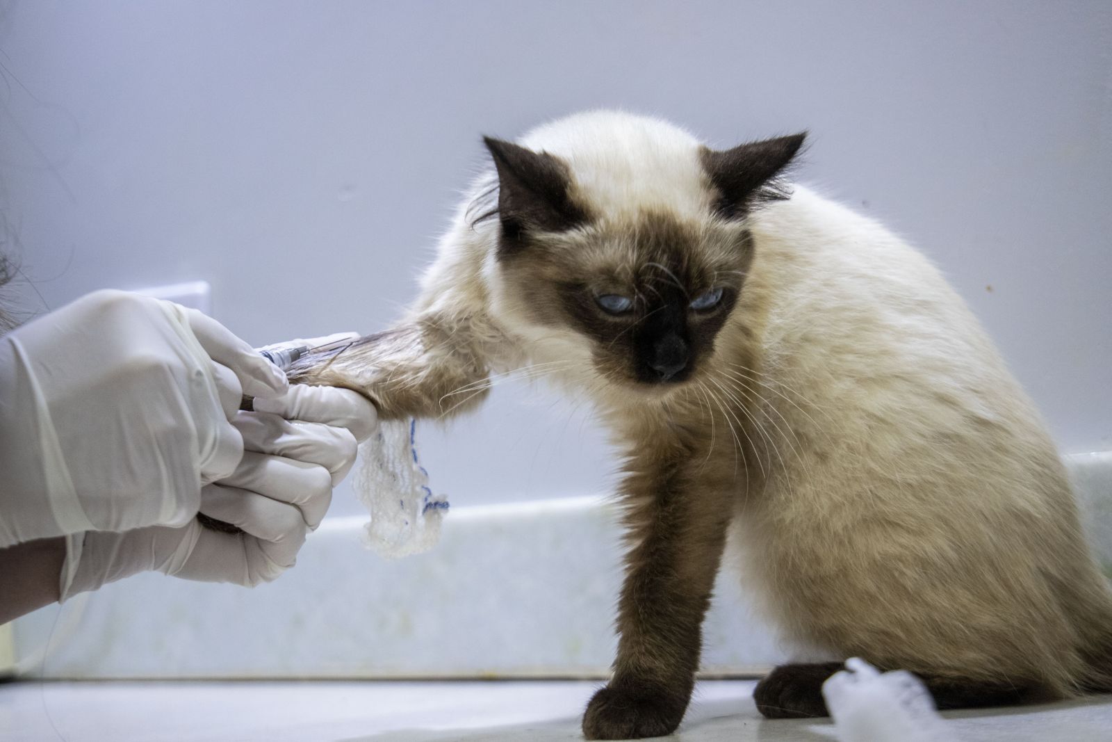 Porto Velho oferece atendimento veterinário gratuito para cães e gatos