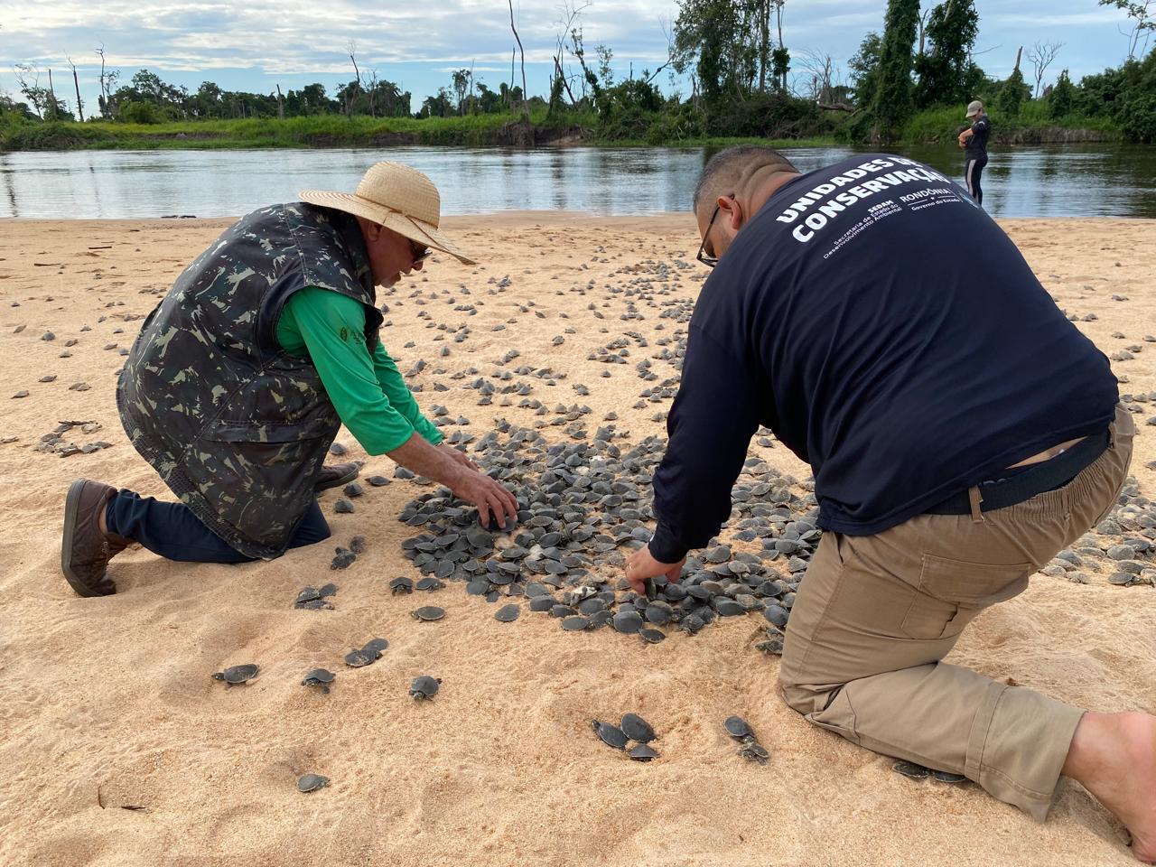 Ação promove soltura de mais de 177 mil filhotes de tartarugas, no Parque Estadual Corumbiara