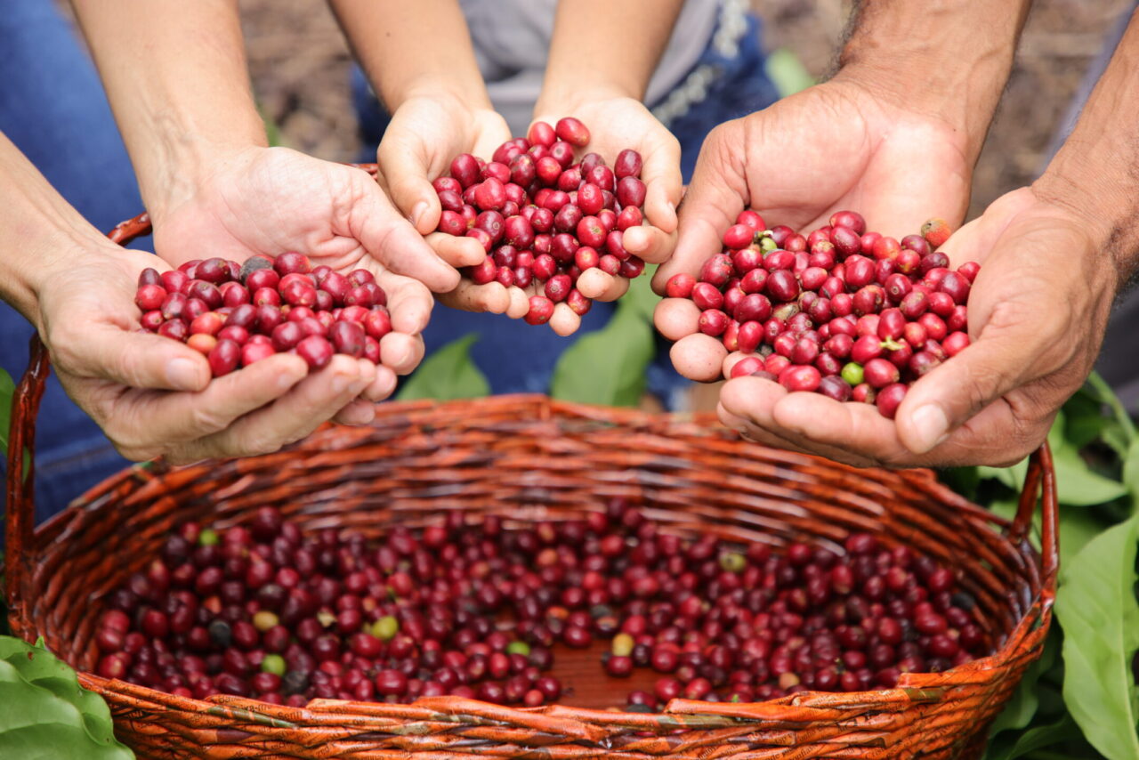 Rondônia alcança recorde histórico de exportação de café com mais de 35 mil toneladas em 2024