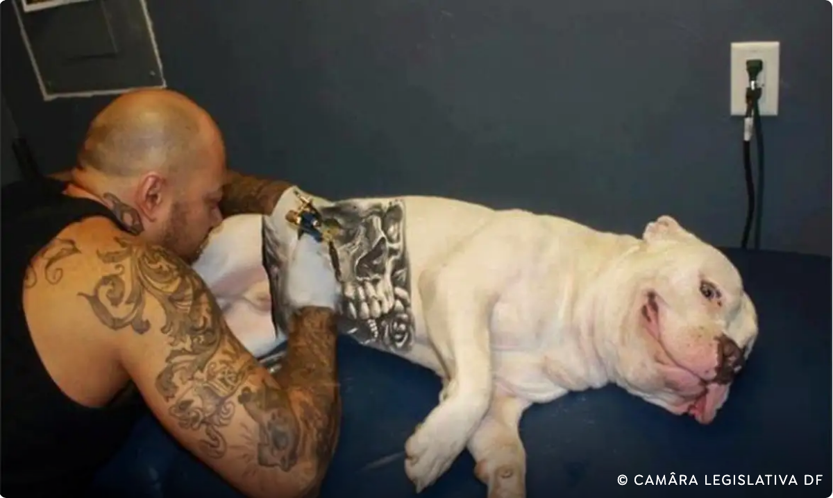 Governo sanciona lei que proíbe tatuagens e piercings em cães e gatos