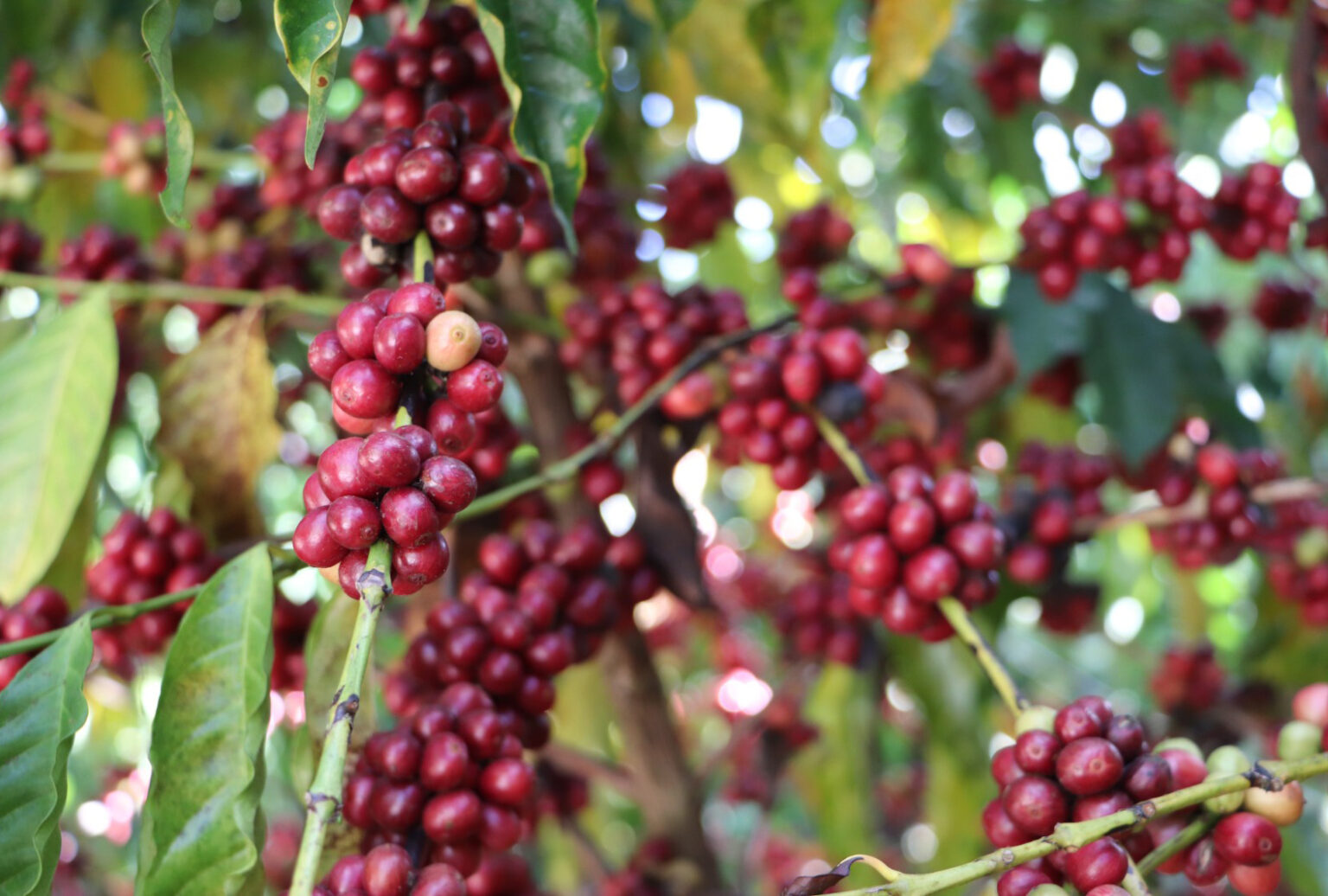 Café de Rondônia é destaque nacional com aumento de produção