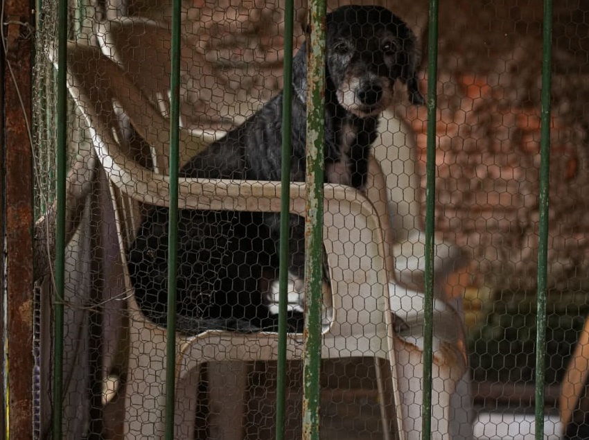 Fiscalização Ambiental zera estoque de denúncias por maus-tratos a animais em Porto Velho
