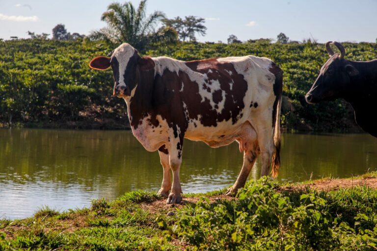 Vacas produzem mais leite em Rondônia com alimentação diferenciada e mudam realidade do campo