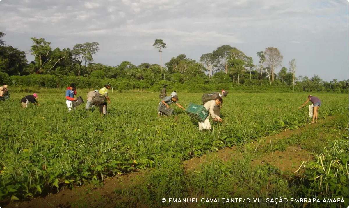 Programa AgroAmigo oferece R$ 1 bilhão em microcrédito