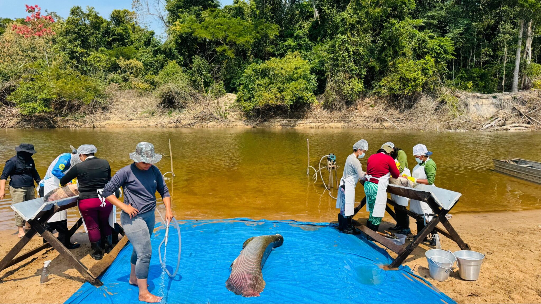Pesca manejada do pirarucu invasor é iniciada na Resex Rio Cautário, em Costa Marques