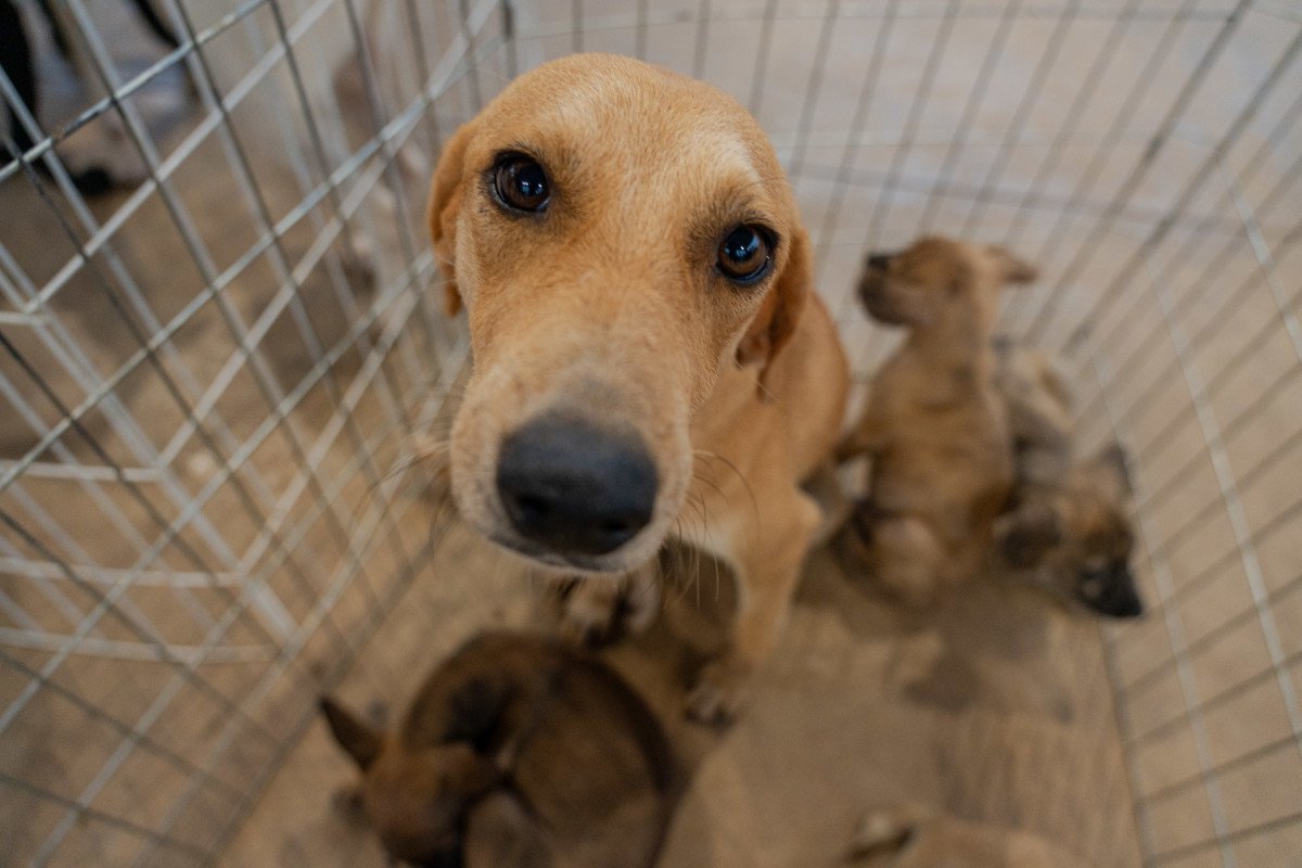 Prefeitura inaugura primeira clínica veterinária gratuita nesta quarta, 29