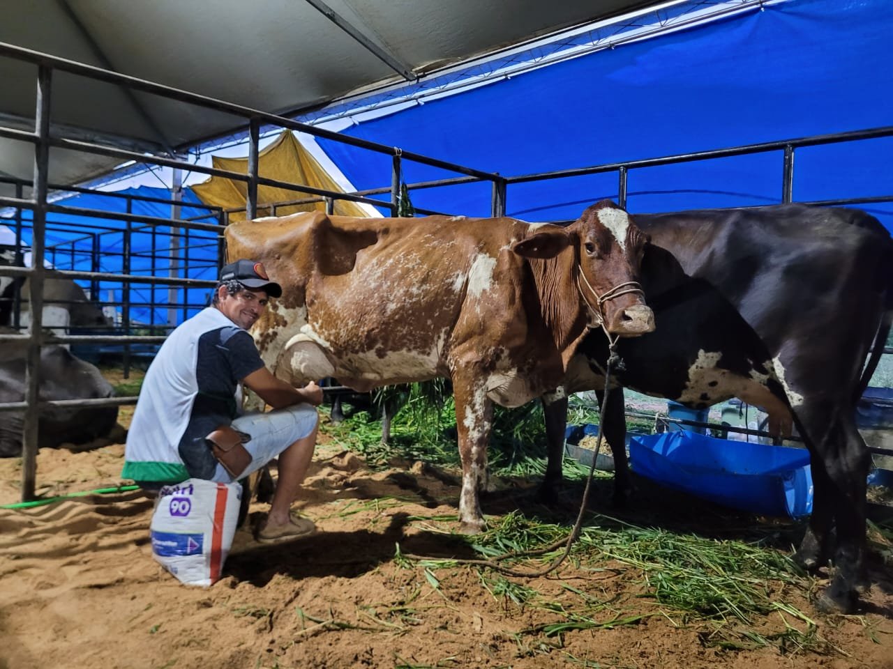 Rondônia impulsiona pecuária leiteira com assistência técnica e incentivo à produtividade
