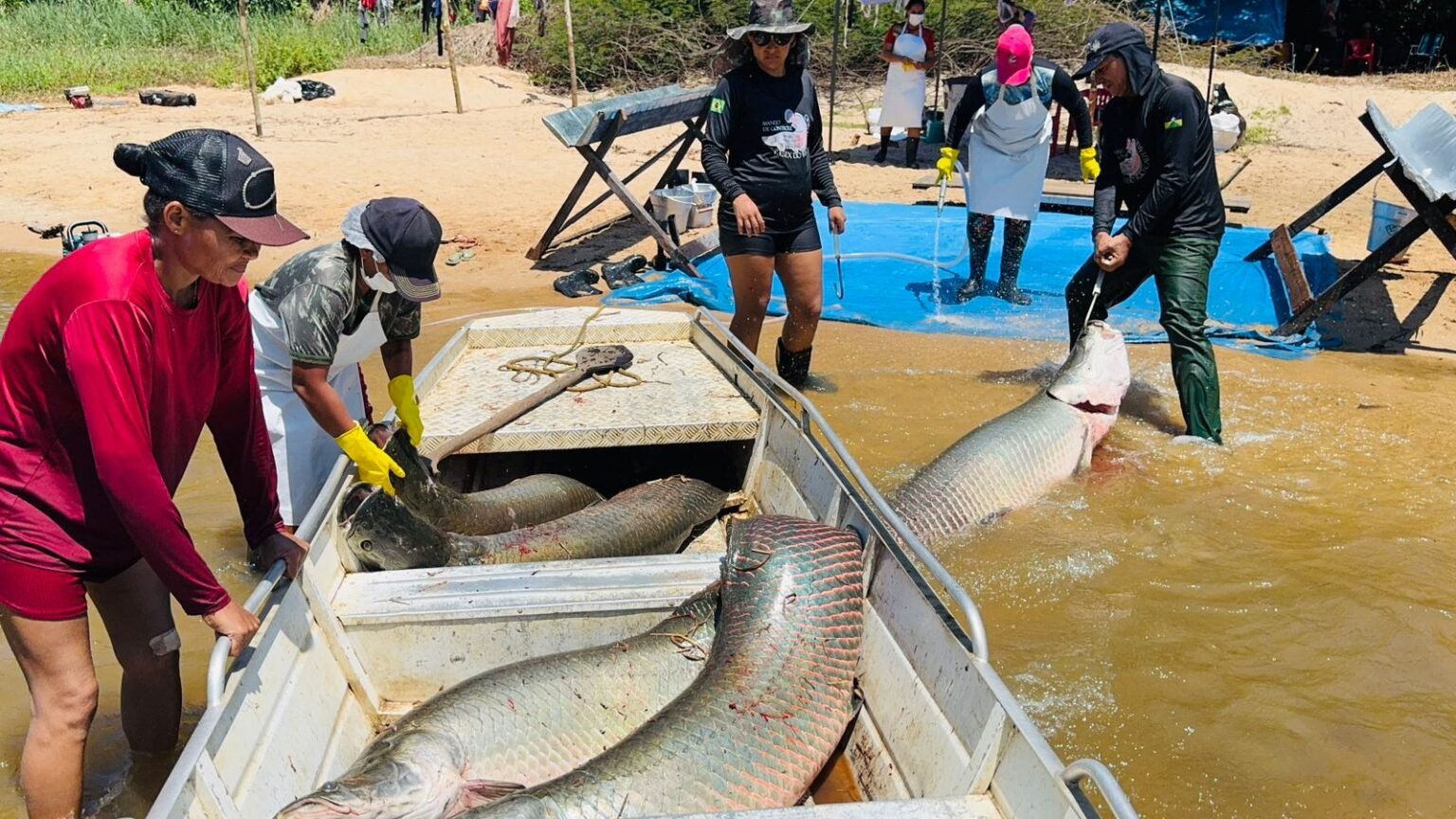 Rondônia fortalece ações de manejo do pirarucu e garante renda para comunidades tradicionais na Resex Rio Cautário
