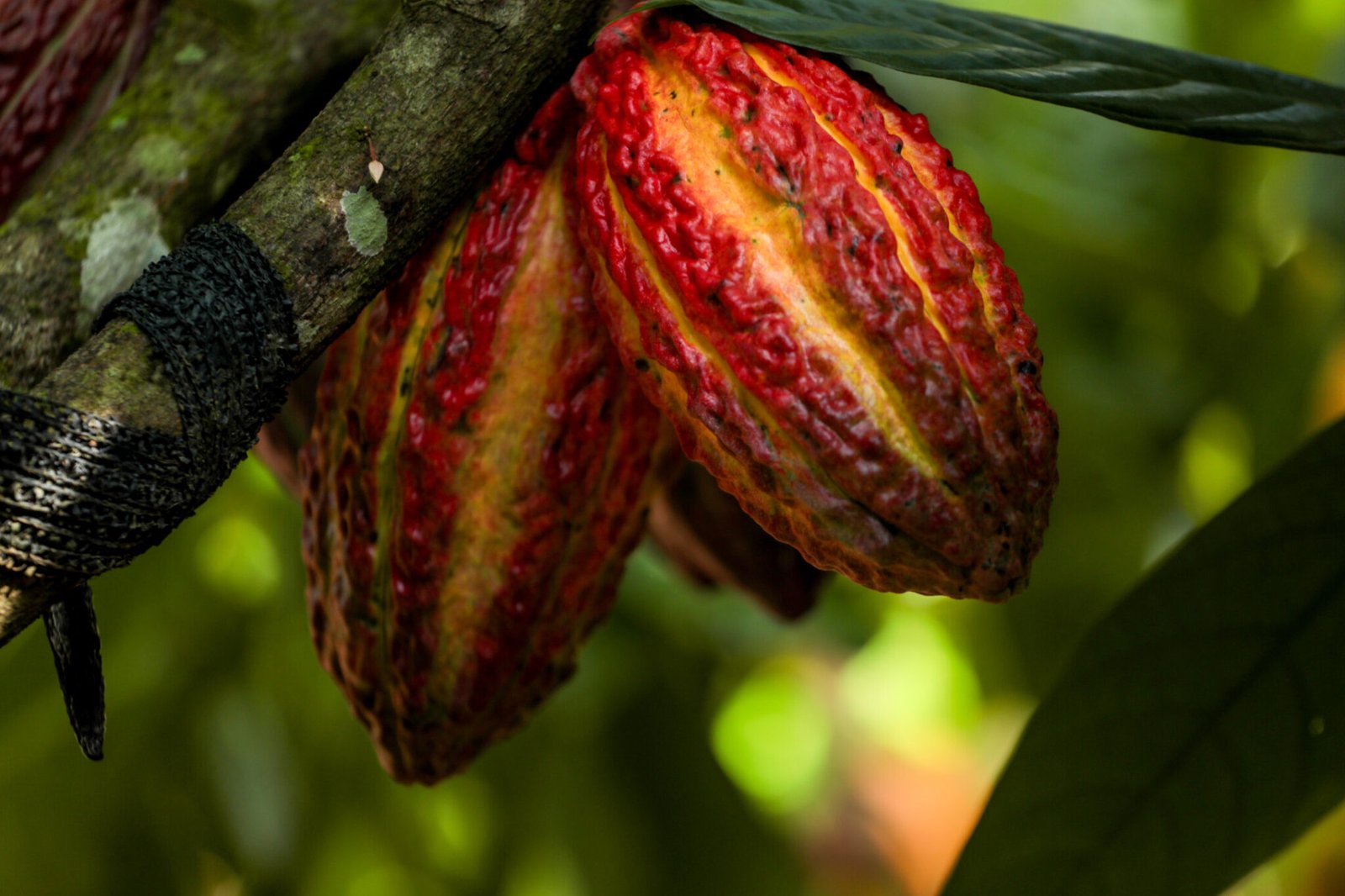 Rondônia sedia pela primeira vez o Concurso Nacional de Qualidade do Cacau