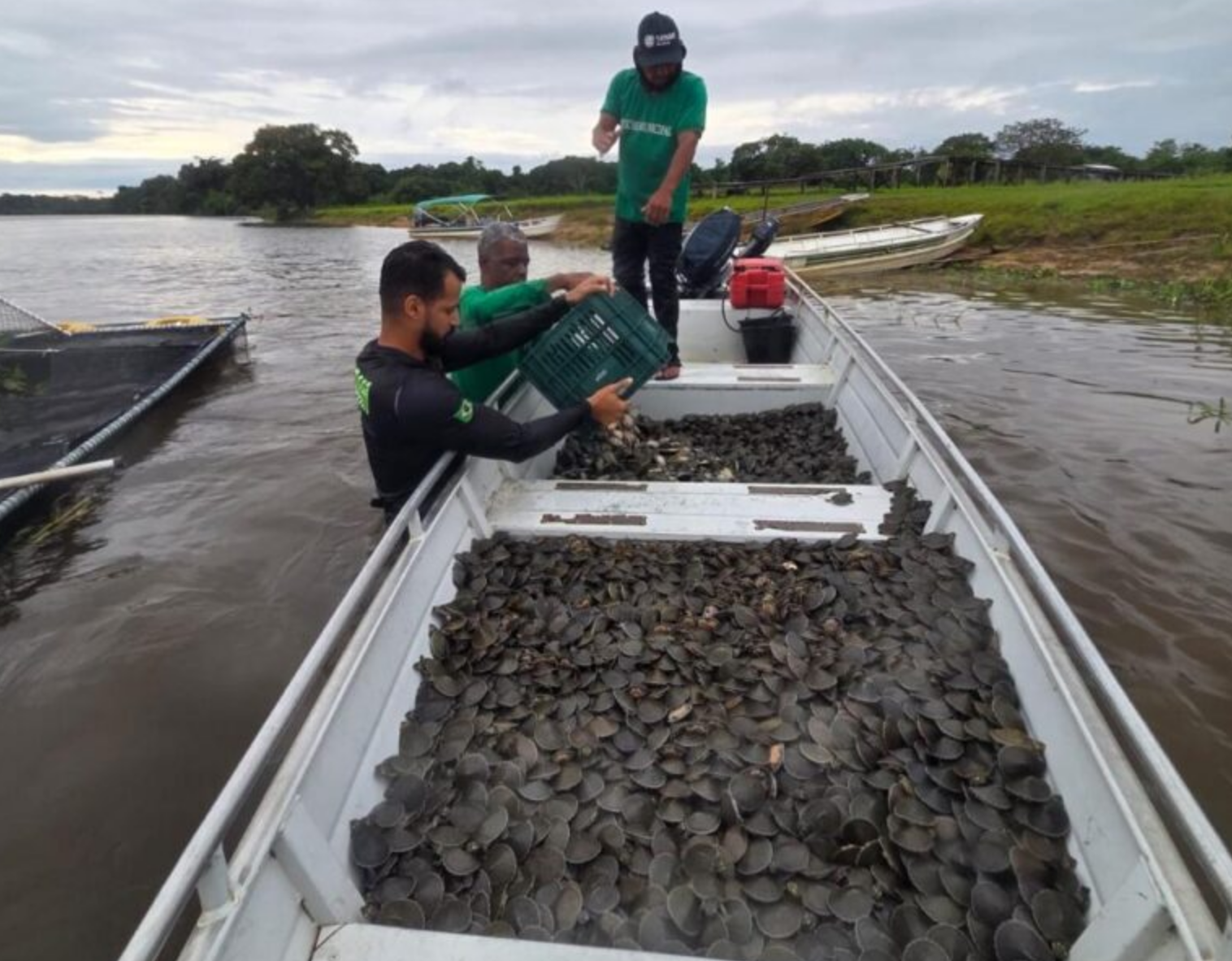 Projeto ambiental resulta na soltura de 228 mil filhotes de tartaruga-da-Amazônia no Parque Estadual Corumbiara