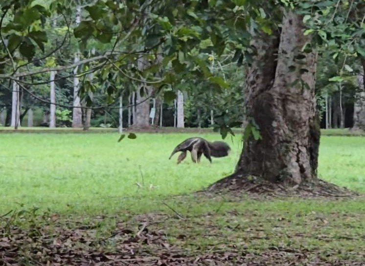 Tamanduá-bandeira reaparece no Parque Circuito e Sema reforça orientações de segurança