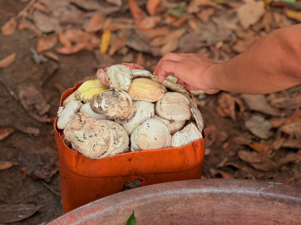Atividades extrativistas promovem desenvolvimento sustentável na Resex Rio Cautário, no Vale do Guaporé