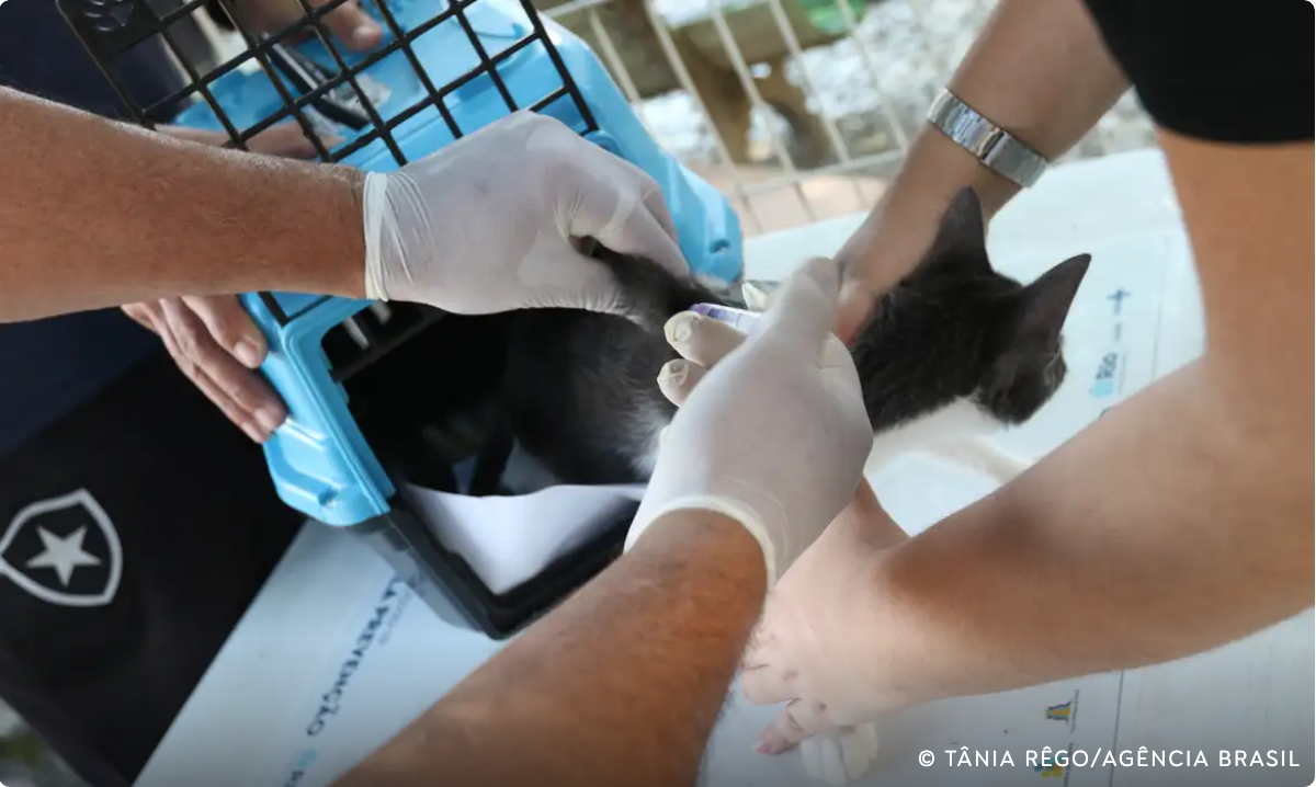 Conselho de Veterinária alerta para doença que afeta gatos