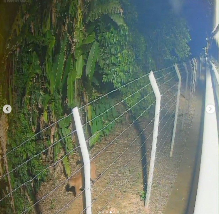 Porto Velho registra avistamento de onça-parda em área urbana e intensifica monitoramento no Parque Circuito